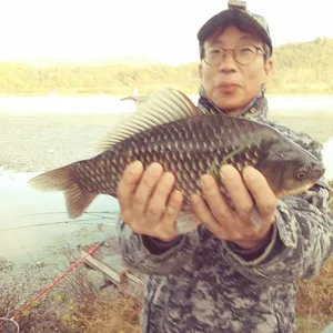 충주탄금호낚시대물조황