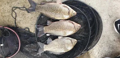 충주탄금호낚시대물조황