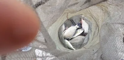 충주탄금호낚시 조황