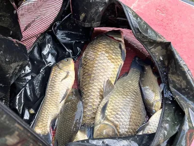 경북권 구미권 6월1주차 조황정보