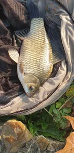 충주탄금호낚시대물조황