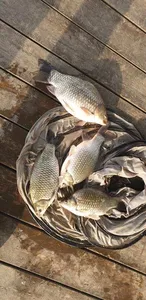 충주탄금호낚시 조황