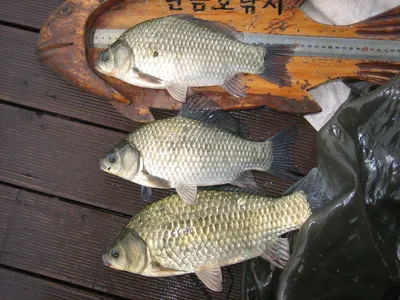 충주 탄금호 낚시조황