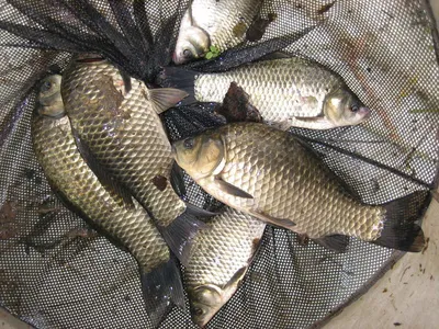 충주 탄금호 낚시조황