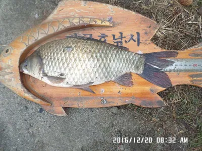 충주 탄금호 낚시조황