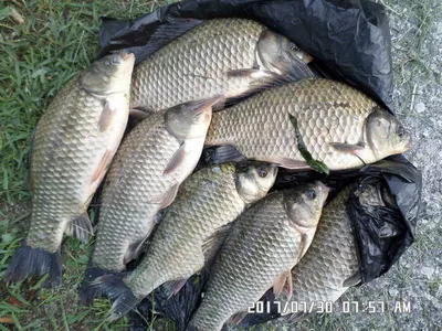 충주 탄금호 낚시조황