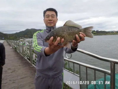 충주 탄금호 낚시조황