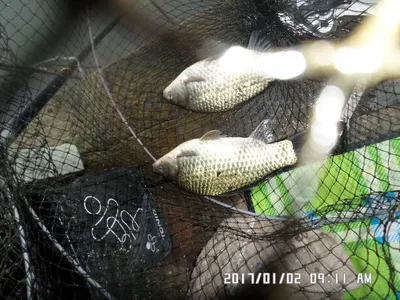 충주탄금호낚시새해첫조황