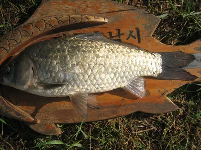 충주탄금호낚시 대물39cm