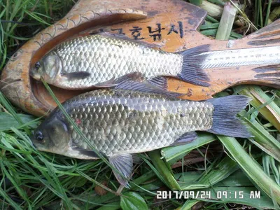 탄금호주변대물39cm와 월척마리수조황