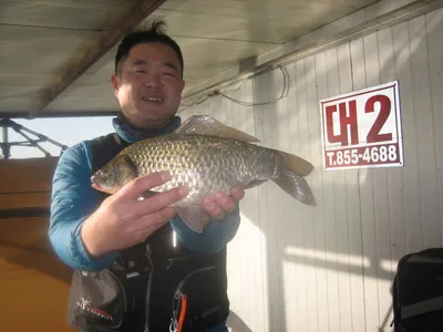 충주탄금호낚시 대물38cm조황