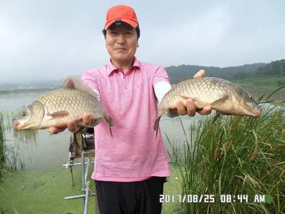 탄금호낚시대물39.5cm조황