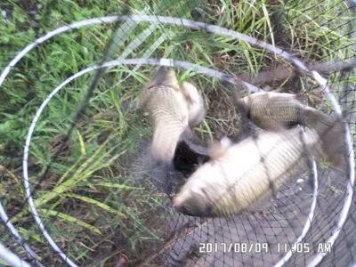 충주 탄금호 낚시조황