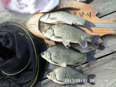 탄금호낚시대물42.3cm조황