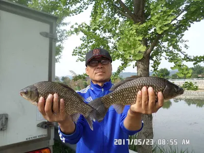 충주 탄금호 낚시조황