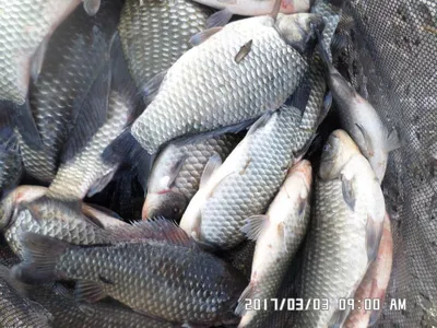 충주 탄금호 낚시조황