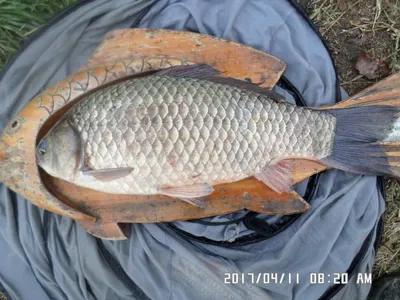 충주탄금호낚시대물46cm조황