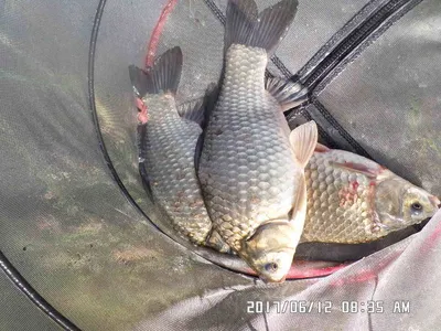 충주탄금호낚시조황