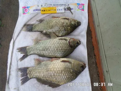 충주 탄금호 낚시조황