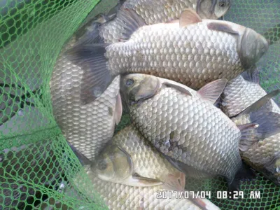 충주탄금호낚시조황