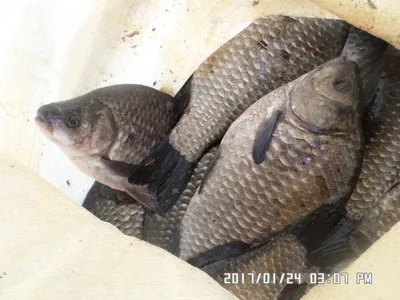 충주 탄금호 낚시조황