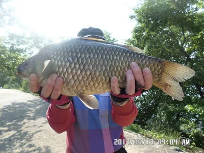 2마리의대물44cm조황