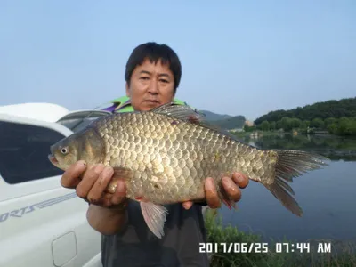 충주탄금호낚시조황