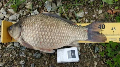 관성지,용원지,앵천수로권