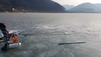 사정지 붕어조항