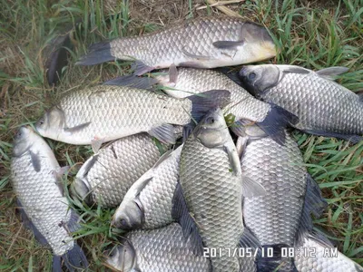 탄금호낚시월척과 마리수조황