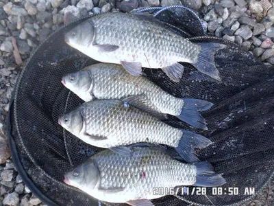 입석 종포 주변조황안내