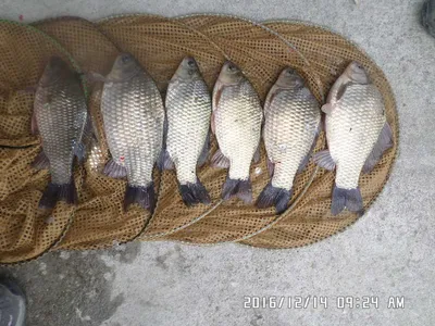 입석수상좌대와 노지조황