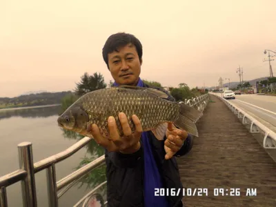 충주 탄금호 낚시조황