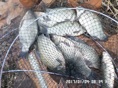 충주 탄금호 낚시조황