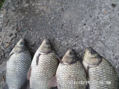 충주 탄금호 낚시조황