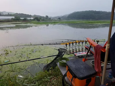 관성지 조황정보