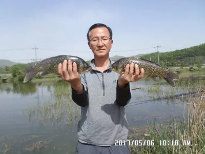 충주탄금호낚시조황