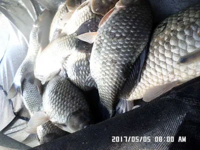 충주 탄금호 낚시조황