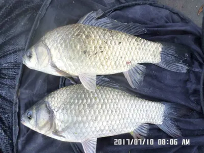 충주 탄금호 낚시조황