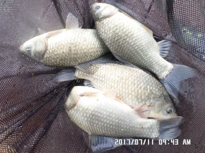 충주탄금호낚시조황