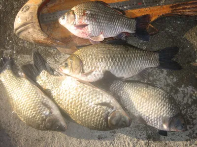 충주탄금호낚시 대물38cm와마리수조황