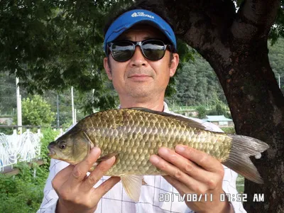 충주탄금호낚시대물39cm조황