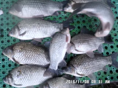 충주 탄금호 낚시조황