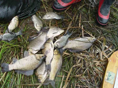 구미지역 7월2주차 조황정보