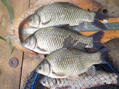 충주 탄금호 낚시조황