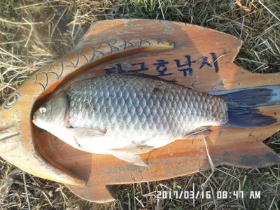 충주 탄금호 낚시조황