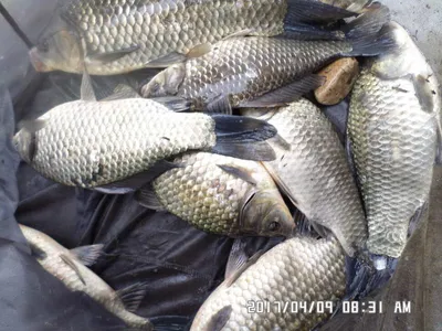 대물47cm 월척들대박 조황