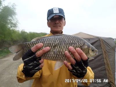 탄금호낚시 입석권조황