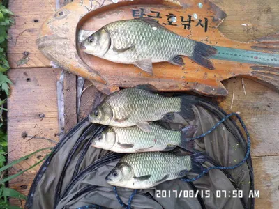 탄금호낚시조황