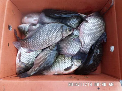 충주 탄금호 낚시조황